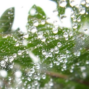 雨上がりの雫